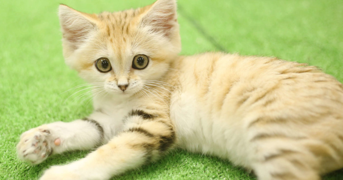 どうぶつ王国】砂漠の天使、スナネコの赤ちゃんの名前が決定！｜那須を